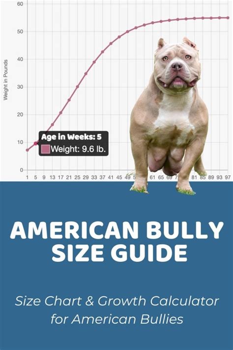 american bully puppy weight chart|xl bully size chart.